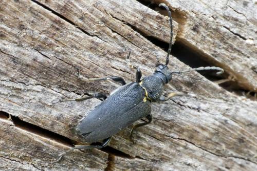 Réf. 284 819 : Stictoleptura scutellata